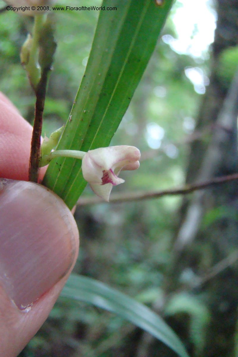 Polystachya albescens ssp. imbricata, WKindeketa2982--Tanz. Rungwe Distr. Rungwe For. Res. 24 Jan 08. 109.jpg