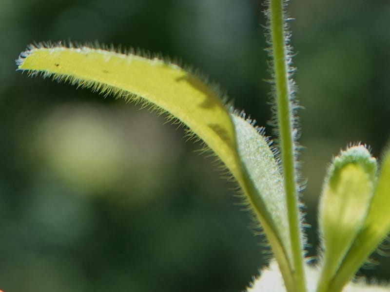 Veronica officinalis, C. Davidson 13799--ID. Latah Co. FSR 447. 7 Jul 2018. DSC05707 (143).JPG
