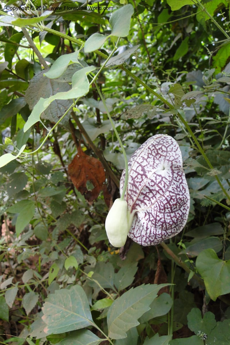 Aristolochia, W. D. Stevens 30958--Paraguay. Edo. Guaira. Res. Ybytyruzu. 10 Mar 2011. 232.jpg