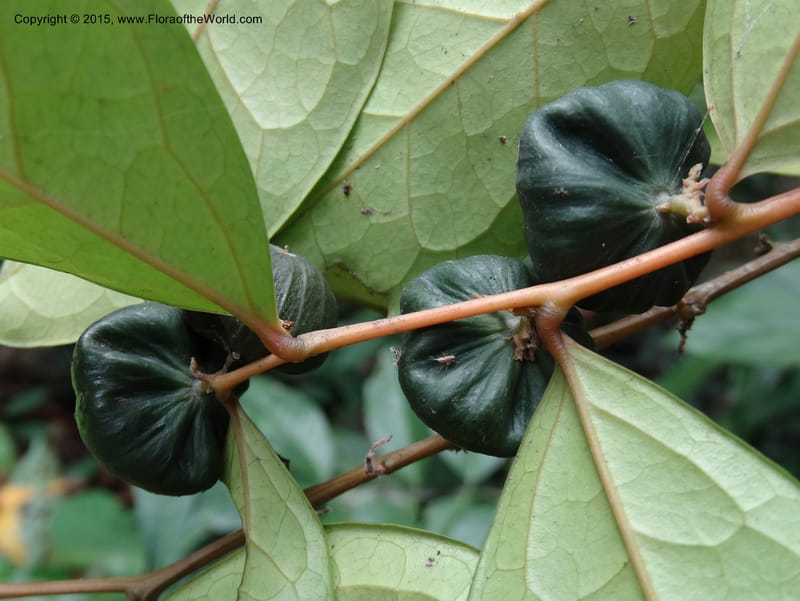 Olax, Davidson, C 12344--Cameroon. Mokoko For. Res. 20 Mar 2014. DSC02622 (313).JPG