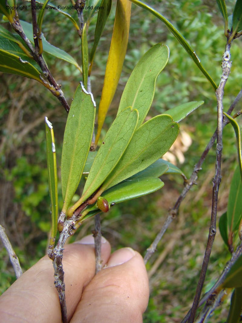 Medicosma, JMunzinger 4727--New Caledonia. Poum Mine. 13 Nov 07. 157.jpg