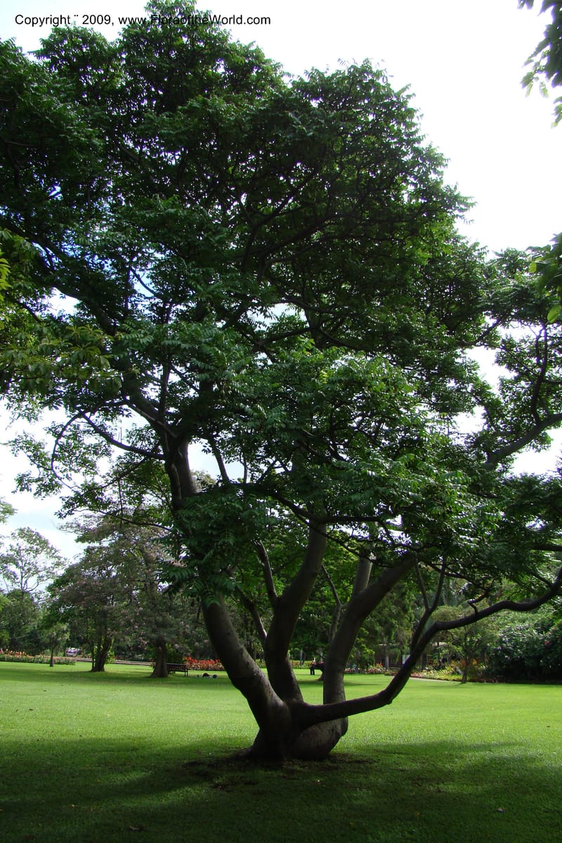Spondias cytherea--South Africa. Durban Botanical Garden. 30 Jan 09. 363.jpg