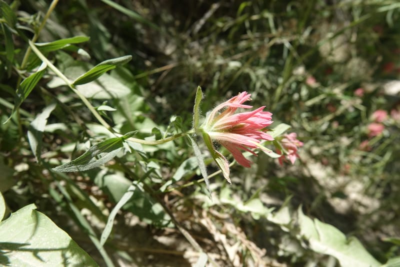 Castilleja miniata, C. Davidson 13730--ID. Boise Co. Robie Creek Rd. 21 July 2017. DSC03548 (69).JPG
