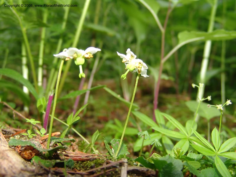 Moneses uniflora, CDavidson11120--ID. Adams Co. For. Serv. Rd. 453, to Goose Lk. 20 Jul 07. 249.jpg