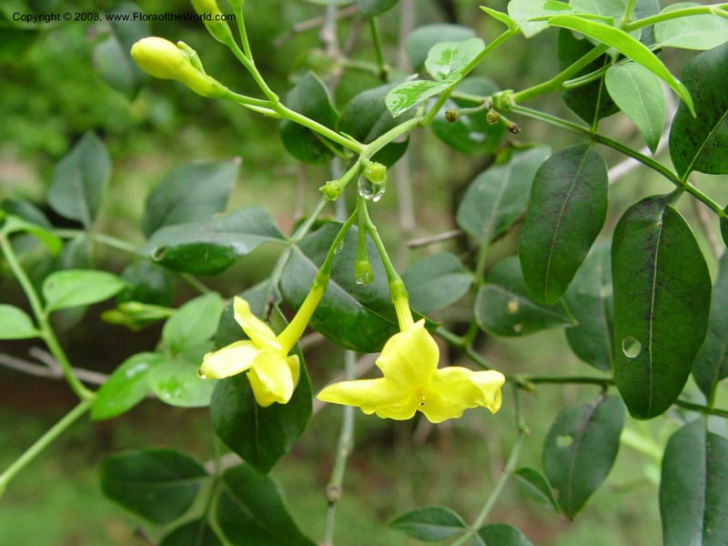 Jasminum mesnyi--So. Africa. Durban Bot. Gard.  7 Oct 03. 031.jpg
