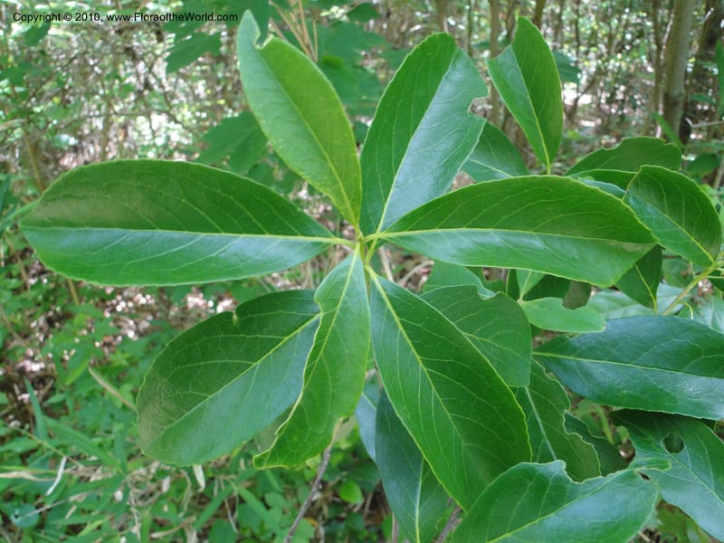 Symplocos tinctoria, Mori, S 27399, USA, North Carolina, Johnson Co., Hwy 50, 3 km SE of Benson, 21 May 2010 (22).JPG