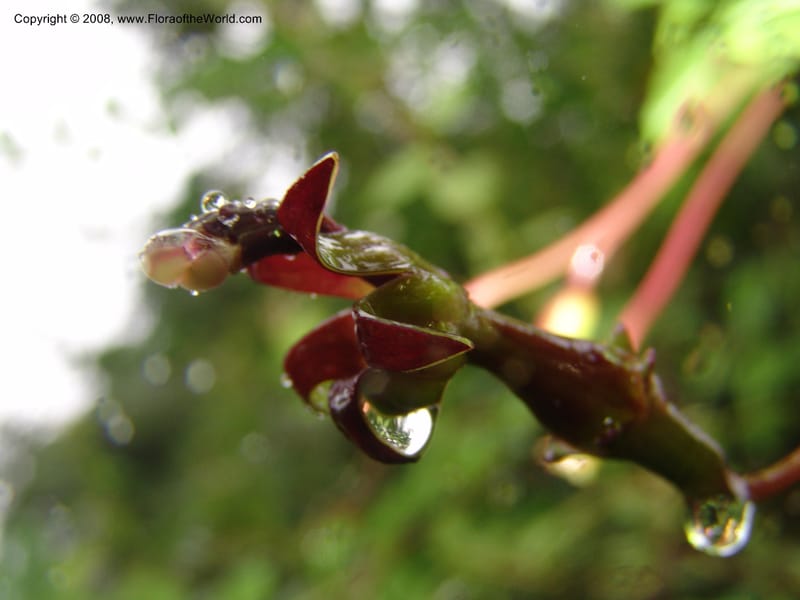 Burmeistera sodiroi, Croat-not coll.--Ecuador. Prov. Pichincha. Reserva Bellavista. 9 Feb 05. 101.jpg