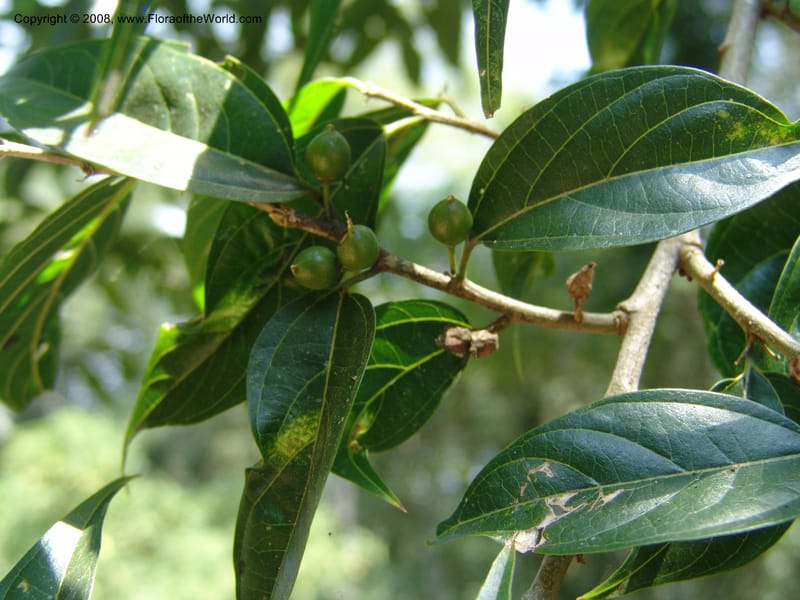 Celtis gomphophylla--Uganda.  Kibale Forest. 5 Jul 04. 174.jpg