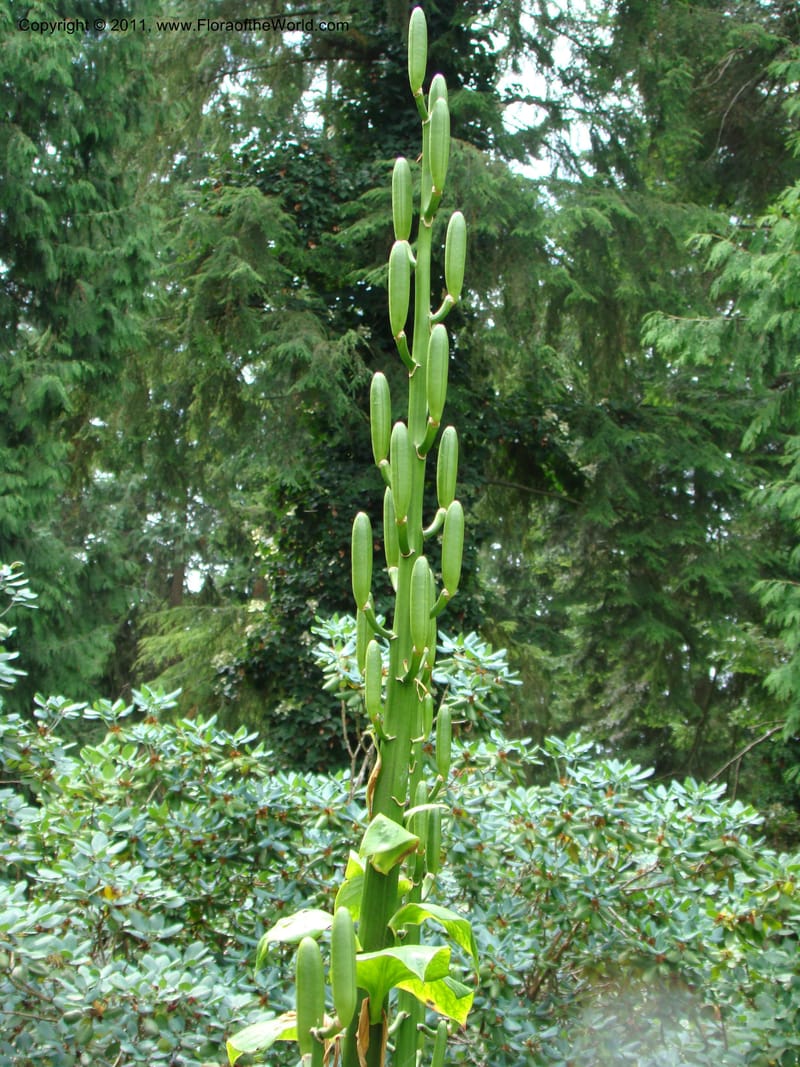 Cardiocrinum giganteum--Canada. BC. Univ. BC Bot. Garden. 27 Jul 08. 268.jpg