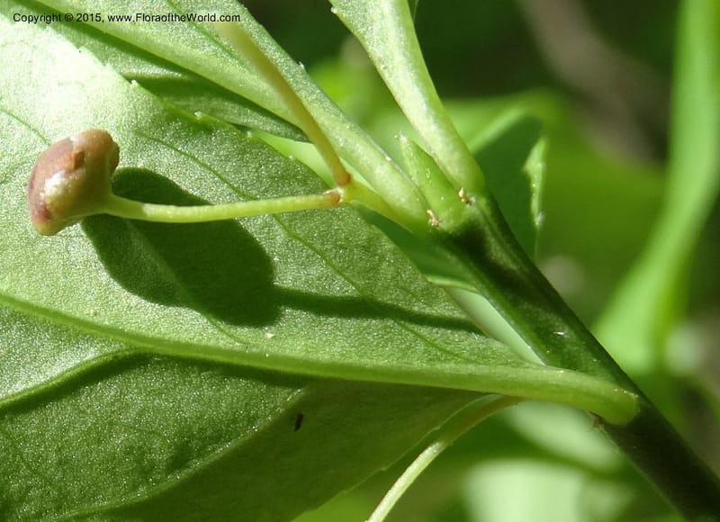 Euonymus obovatus, Davidson, C 12987--North Carolina. Clay Co. Perry Gap Rd, Barnard's Cr. 13 May 2015. DSC04860 (206).JPG
