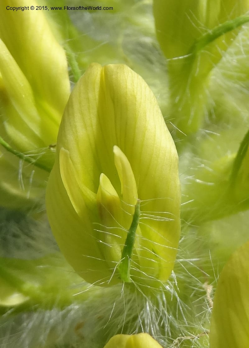 Astragalus trichocalyx, Davidson, C 12434--Georgia (Caucasus). Rustavi Village. 5 Jun 2014. DSC07073 (245).JPG