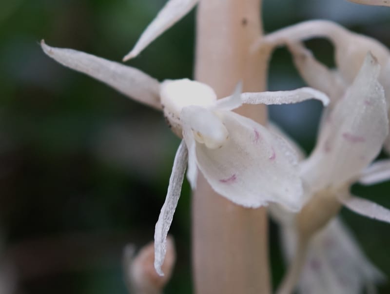 Epipogium roseum, Chung Kuo-Fang 3342--Taiwan. YangMing Shan Nat. Park. 18 May 2016. DSC02685 (225).JPG