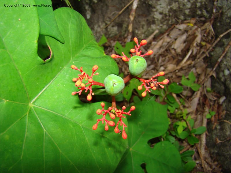 Jatropha podagrica, not coll.--Nicaragua. Esteli. Rd to Miraflores, N of Esteli. 17 Jun 08. 048.jpg