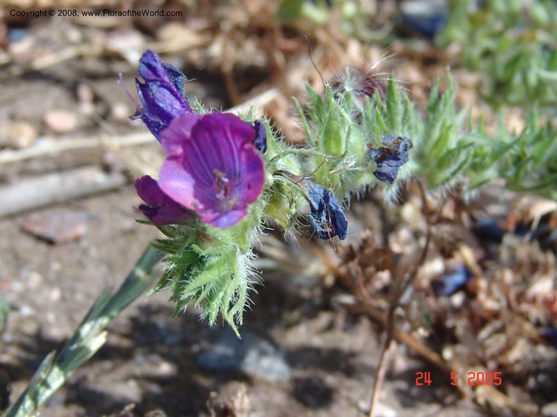 Echium plantagineum--Crete. Ep. Apokoronos. Aptera. 23 May 05.025.jpg