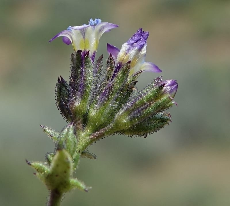 Gilia brecciarum, C. Davidson 13565--ID. Blaine Co. Rock Creek Preserve. TNC. 14 May 2017. DSC00477 (103).JPG