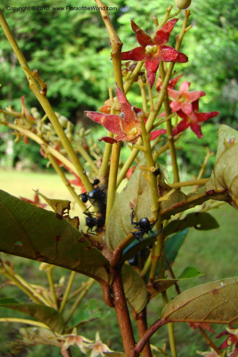 Sterculia villifera, Mori, 27339--French Guiana. Les Nouragues Station. 27 Oct 09. 027.jpg
