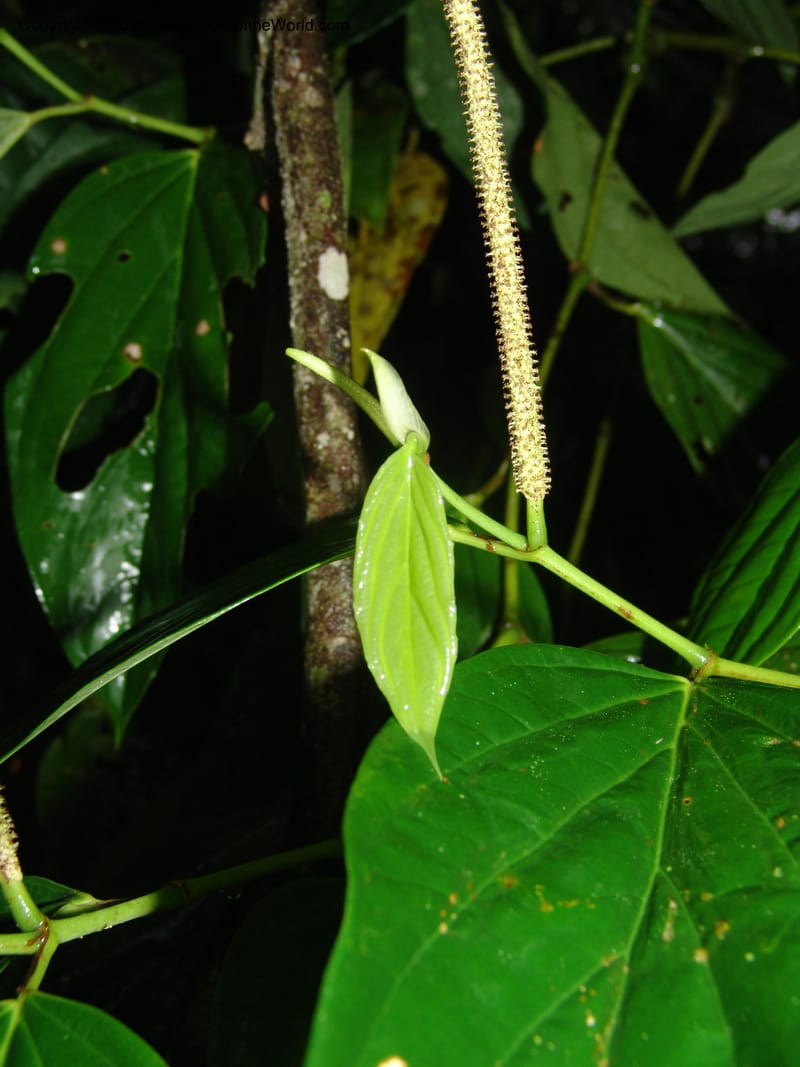 Piper crassinervium, AAraujoM1186--Bolivia. Pq. N. Madidi. Rio Tuichi, Rudidi Cr. 28 Nov 04. 182.jpg