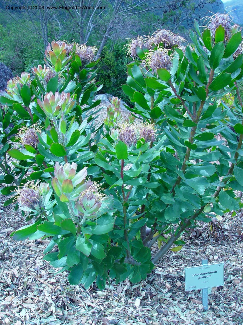 Leucospermum glabrum, 317.90--So. Africa. Cape Province. Kirstenbosch Bot. Gard. 20 Nov 02. 047.jpg