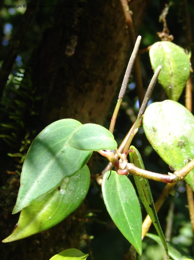Peperomia, Croat 95716--Ecuador. Maquipucuna Biol. Res. Send. Princip. 12 Mar 06. 026 (4).jpg