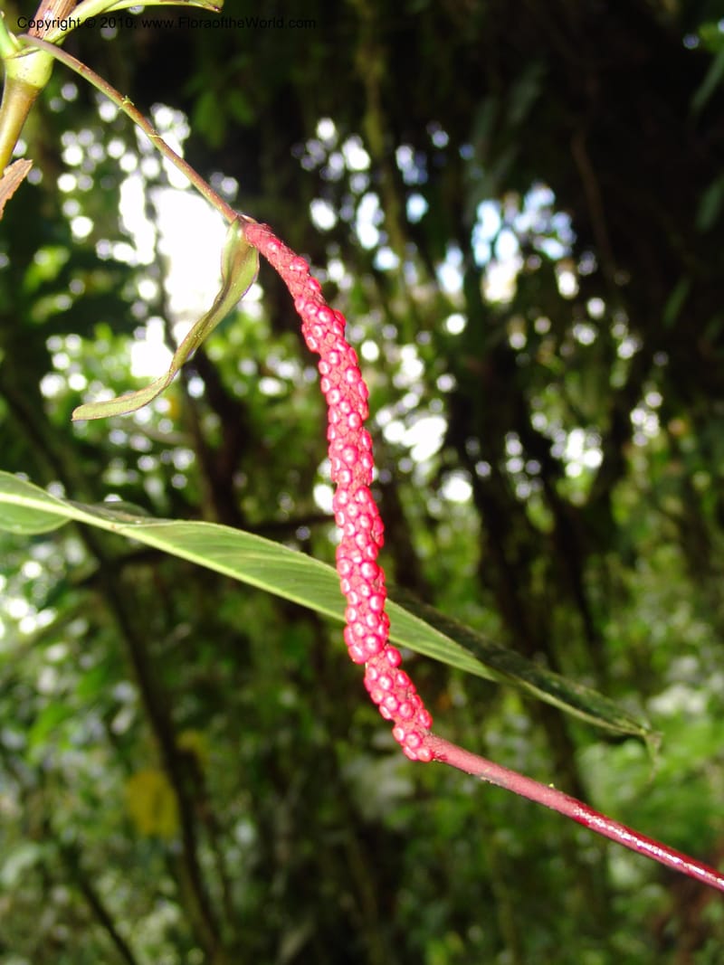 Anthurium aristatum, Croat 95962--Ecuador. Edo. Pichincha. Bosque Nublado Sta. Lucia. 14 Mar 06. 349 (5).jpg
