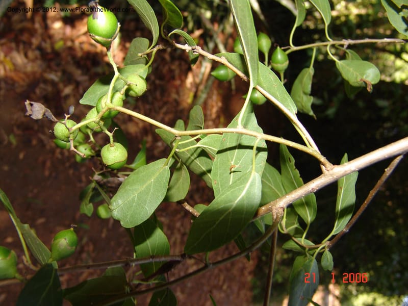 Cordia caffra, Rogers Z 916-Madagascar, Berenty, 21 Jan 2006  070 (5).jpg