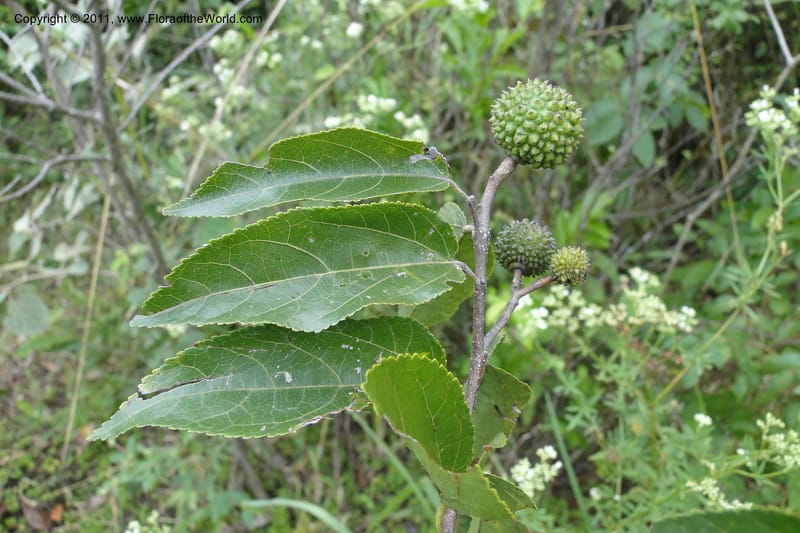 Guazuma ulmifolia, W. D. Stevens 31172--Paraguay. Edo. Concepcion. Garay Cue. 19 Mar 2011. 345 (21).jpg