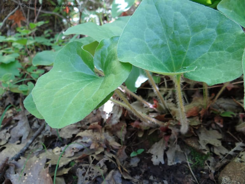 Asarum, Davidson, C 12133--Calif. Nevada Co. 19 Apr 2013. DSC03212 (3).JPG