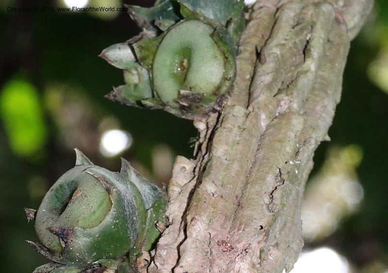 Praravinia creaghii, Davidson, C 12669--Sabah. Danum Valley. 4 Oct 2014. DSC01741 (53).JPG