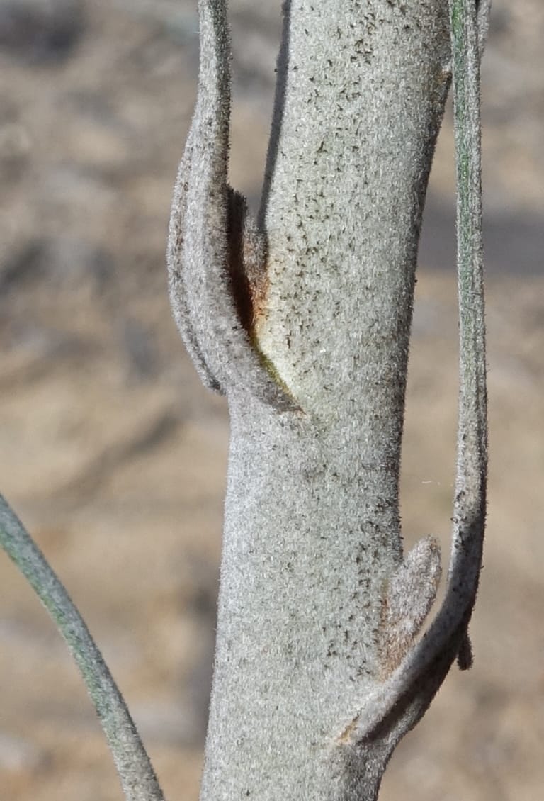 Grevillea leucopteris, Davidson, C 13440--Australia. W.A. Eneabba-Coolimba Rd. 24 Oct 2016. DSC05242 (85).JPG