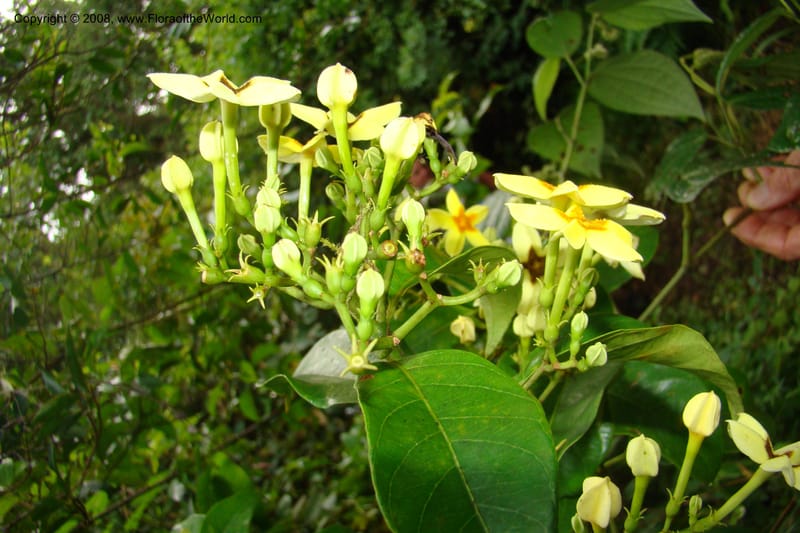 Mussaenda arcuata, WKindeketa2991--Tanz. Rungwe Distr. Rungwe For. Res. 24 Jan 08. 256.jpg