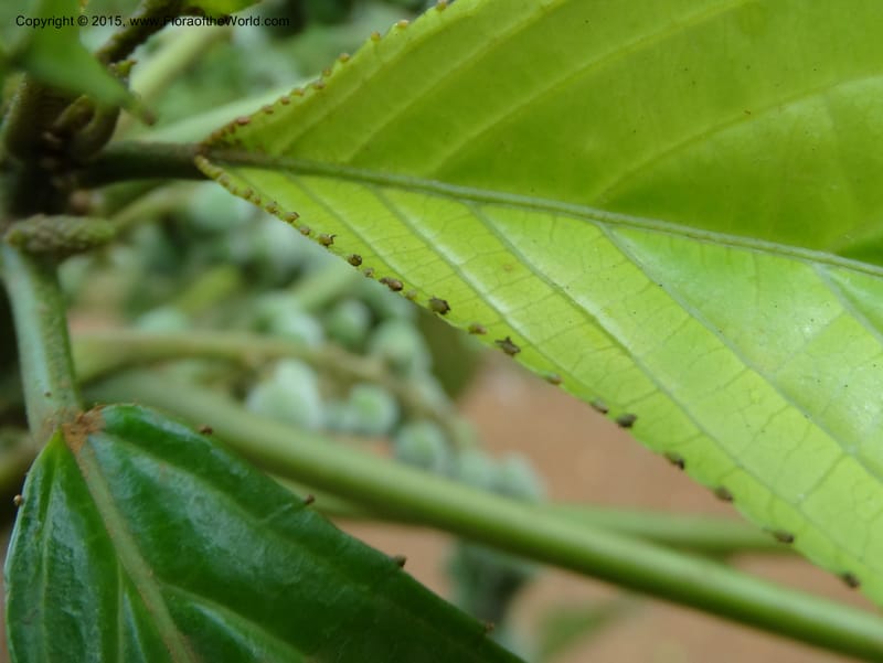 Discoclaoxylon, Davidson, C 12347--Cameroon. Ekondo Titi to Ekondo Nene. 21 Mar 2014. DSC02995 (19).JPG