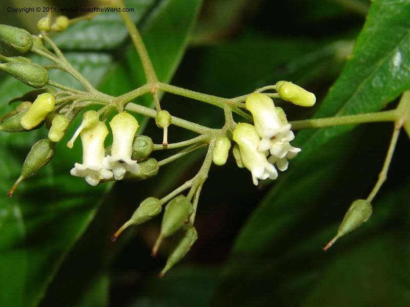 Shuaria ecuadorica, Neill 15912--Ecuador. Prv. Zam. Ch. C del Condor. Wawaime plot. 22 Sep 07. 214 (7).jpg