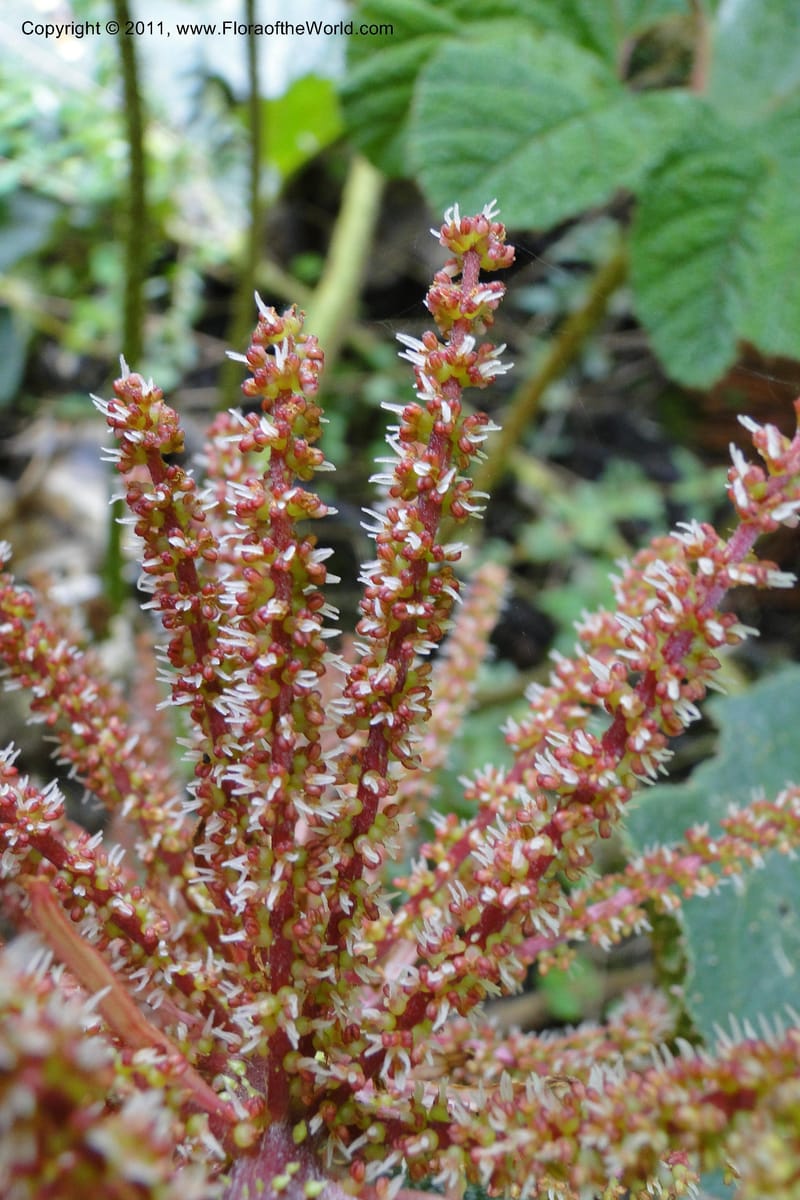 Gunnera brephogea, Ulloa 2180--Ecuador. Pichincha. Reserva Yanacocha. 11 Jun 2011. 311 (21).jpg