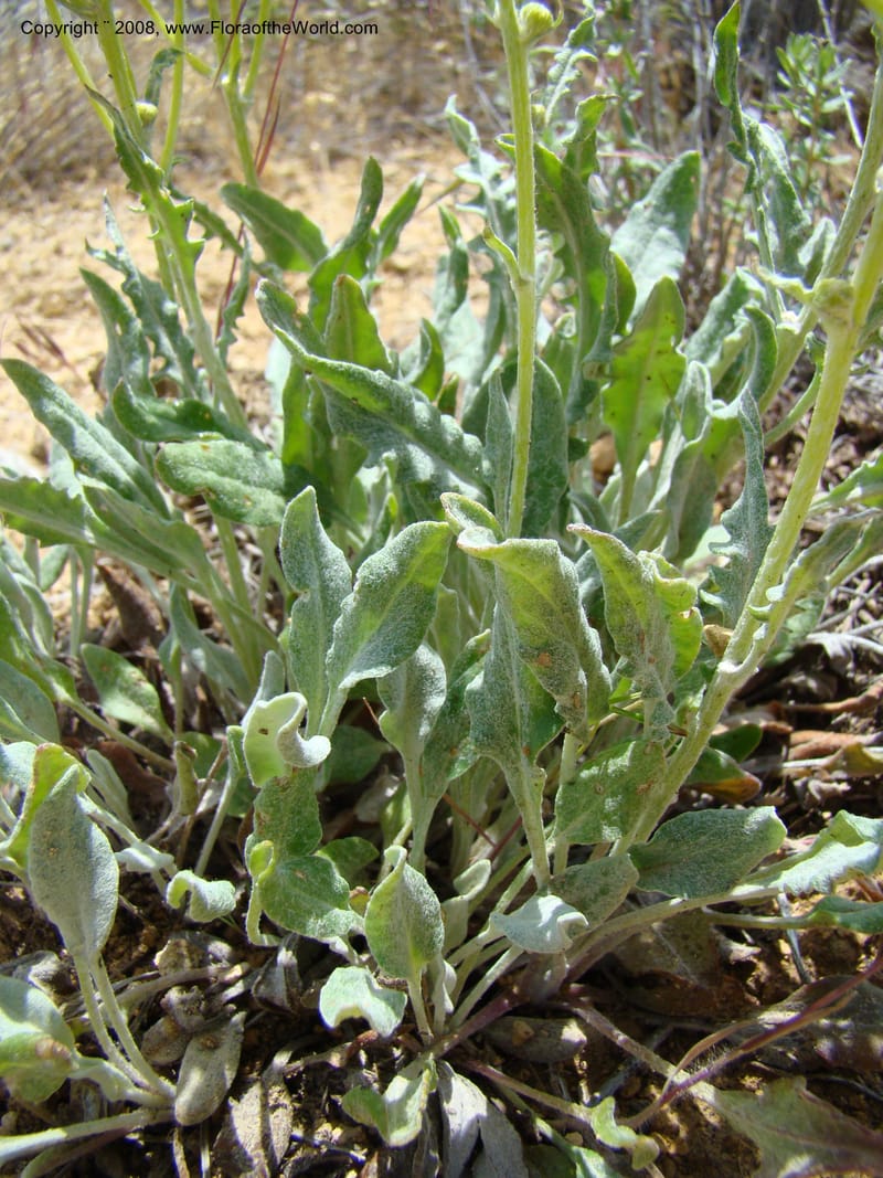 OR. Malheur Co. Leslie Gulch. 1 Jun 08. 258.jpg