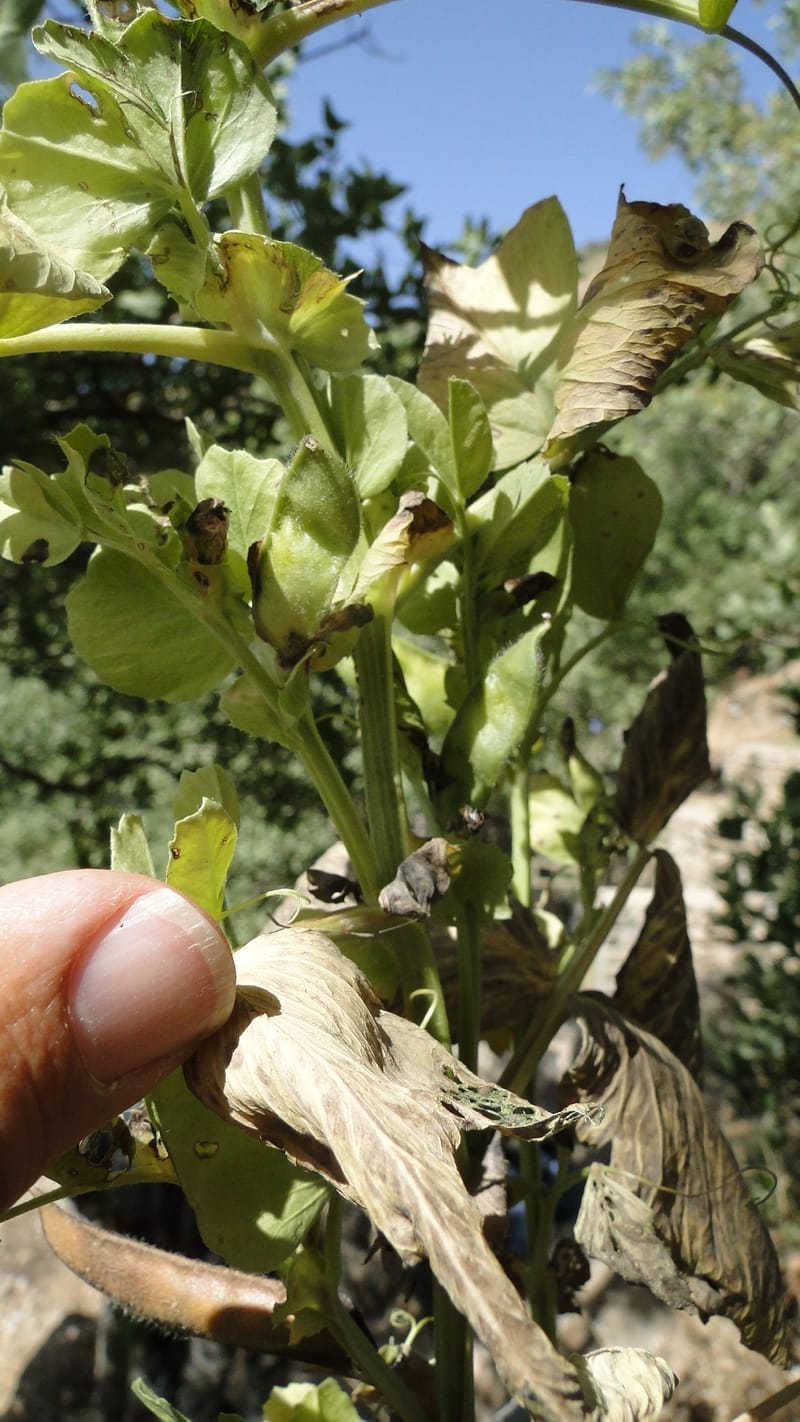 Vicia narbonensis, A. G. Miller 136.5--Iraq. Kurdistan. Shakh-i Pira Magrun. Zewiya. 12 June 2010. 018 (1).jpg