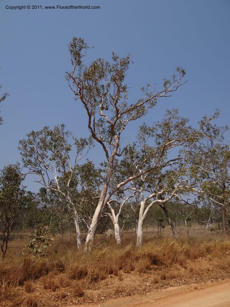 Eucalyptus platyphylla, B. Gray 9065--Australia. Queensland. Bakerville. 22 Sep 2011. (1).JPG