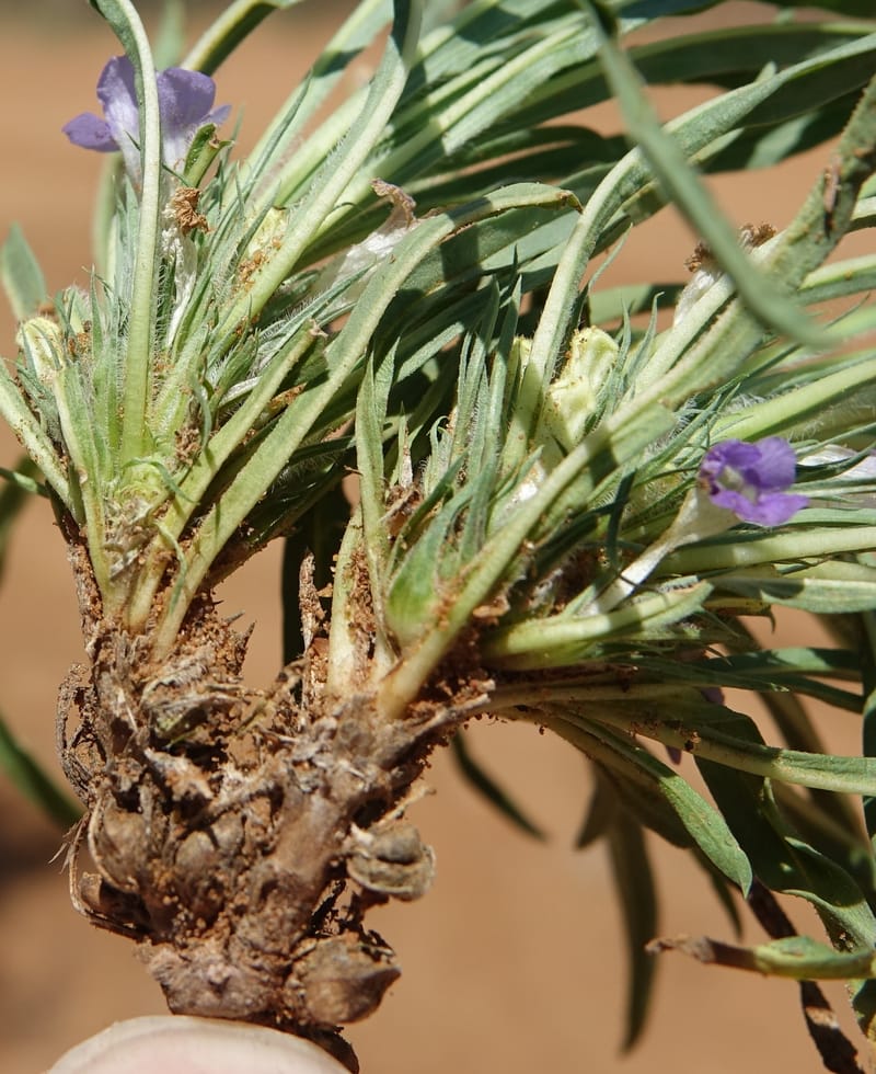 Aptosemum lineare, L. Nanyeni 1168--Namibia. Hwy B1, rest stop at odom 161. 16 Mar 2018. DSC01241 (38).JPG