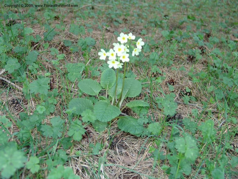 Primula ruprechtii cf--Georgia. Kazbeki . Trail-road to Sameba Church. 2 Jun 05. 209.jpg