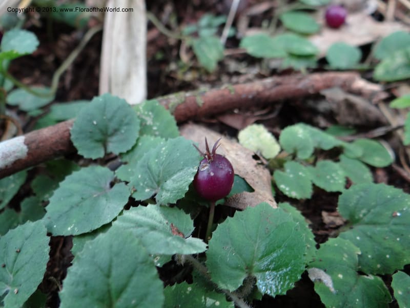 Pratia nummularia, VC 5481--Thailand. Chiang Mai Prov. Doi Suthep Pui Nat. Park. 7 Nov 2012. DSC07362 (205).JPG