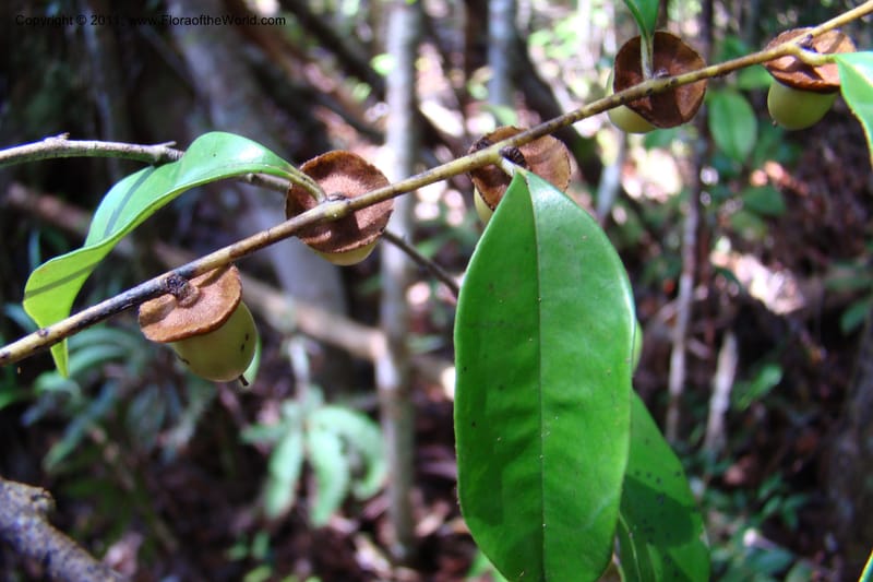 Diospyros, Phillipson 6113--Madagascar. Prov. Fianarantsoa. Manombo Nat. Park. 13 Jan 09. 004.jpg