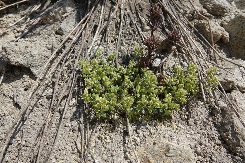 Draba argyraea, C. Davidson 13711--ID. Boise Co. Scott Mtn. L.O. rd. 15 July 2017. DSC03279 (89).JPG