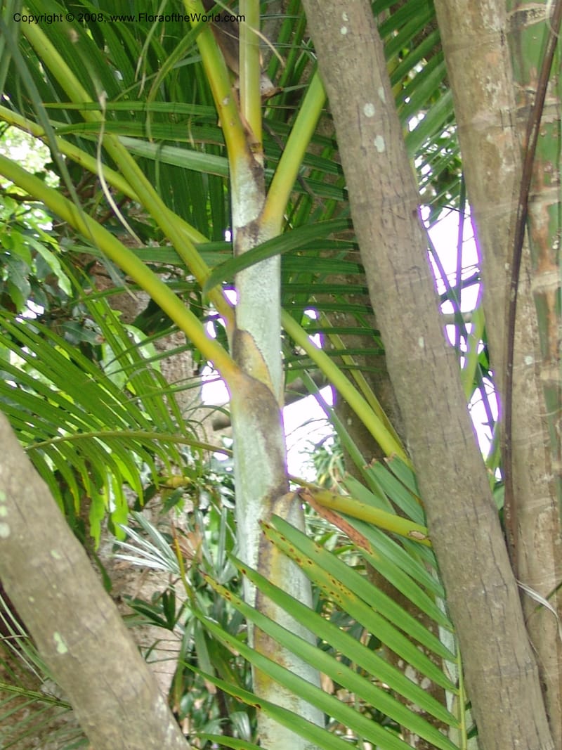 Chrysalidocarpus lucubensis--So. Africa. Durban Bot. Garden. 14 Mch 05. 147.jpg