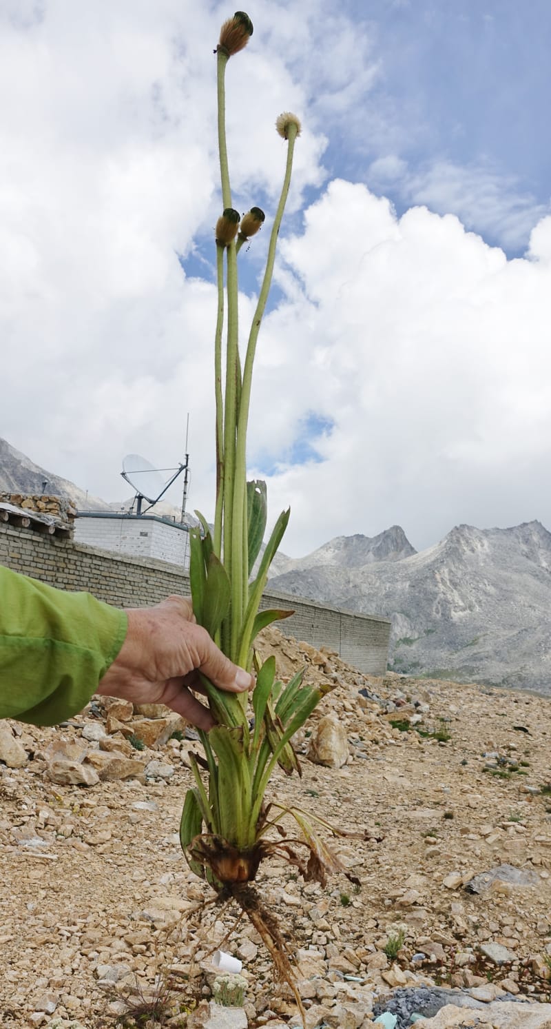 Meconopsis integrifolia subsp. integrifolia, D. Boufford 44063--China. Sichuan. Zhe Duo Shan. 17 Aug 2017. DSC06717 (407).JPG