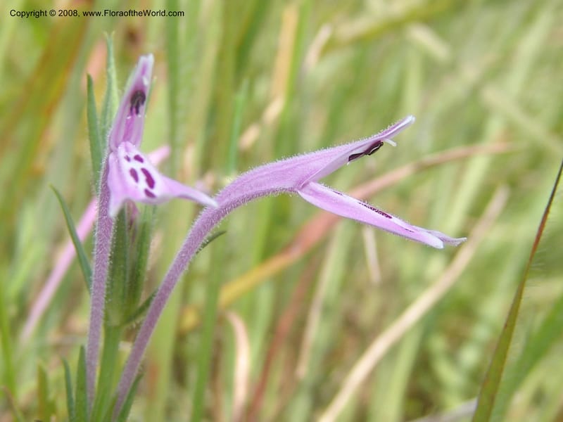 Siphonoglossa linifolia--So.Africa. Mpumal. Moodie Mts.  18 Mch 05. 087.jpg