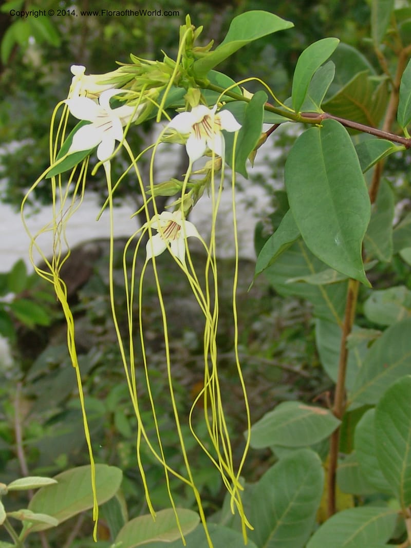 Strophanthus gracilis, Leal, M 1199--Gabon. Prv. Ogooue-Iv. Lope, Ogooue Riv. 21 Apr 06. 365 (5).jpg
