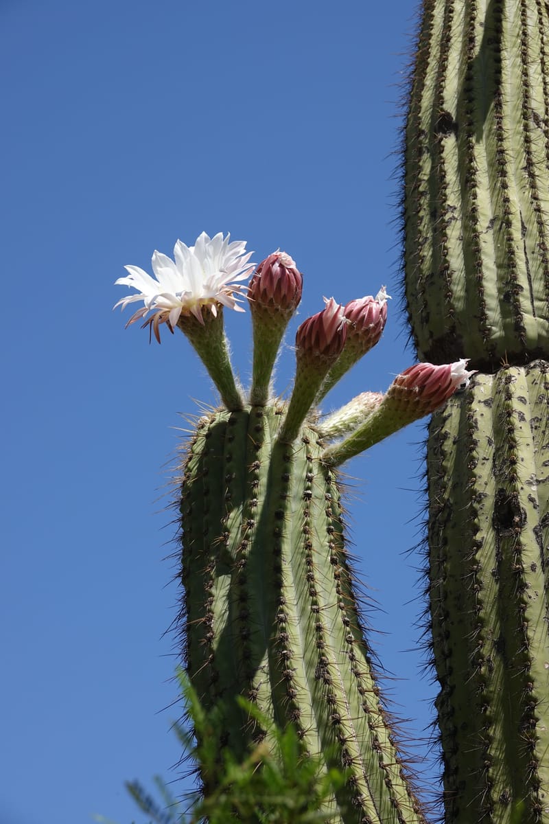 Trichocereus terscheckii--Argentina. Hwy 150, P.N. Ischigualasto. 7 Feb 2018. DSC09079 (26).JPG