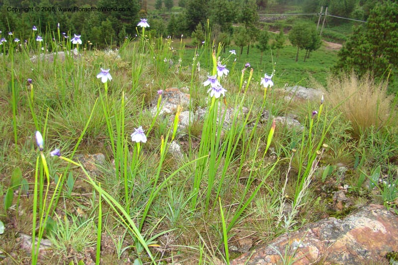Moraea, WKindeketa3005--Tanz. Makete Distr. Kitulo Nat. Pk. 25 Jan 08. 289.jpg