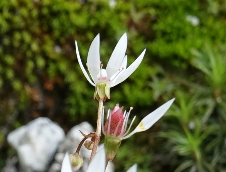 Saxifraga stellaris, Davidson, C 13213--Switzerland. Chuenxentennlen. Grimsel Pass rd. 30 Jun 2016. DSC06756 (8).JPG