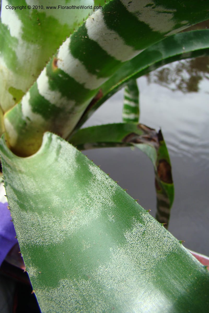 Aechmea, RVasquez34772--Peru. Loreto. Dist. Nauta. Qbda Nawapa, Rio Tigre. 11 Nov 08. 585.jpg