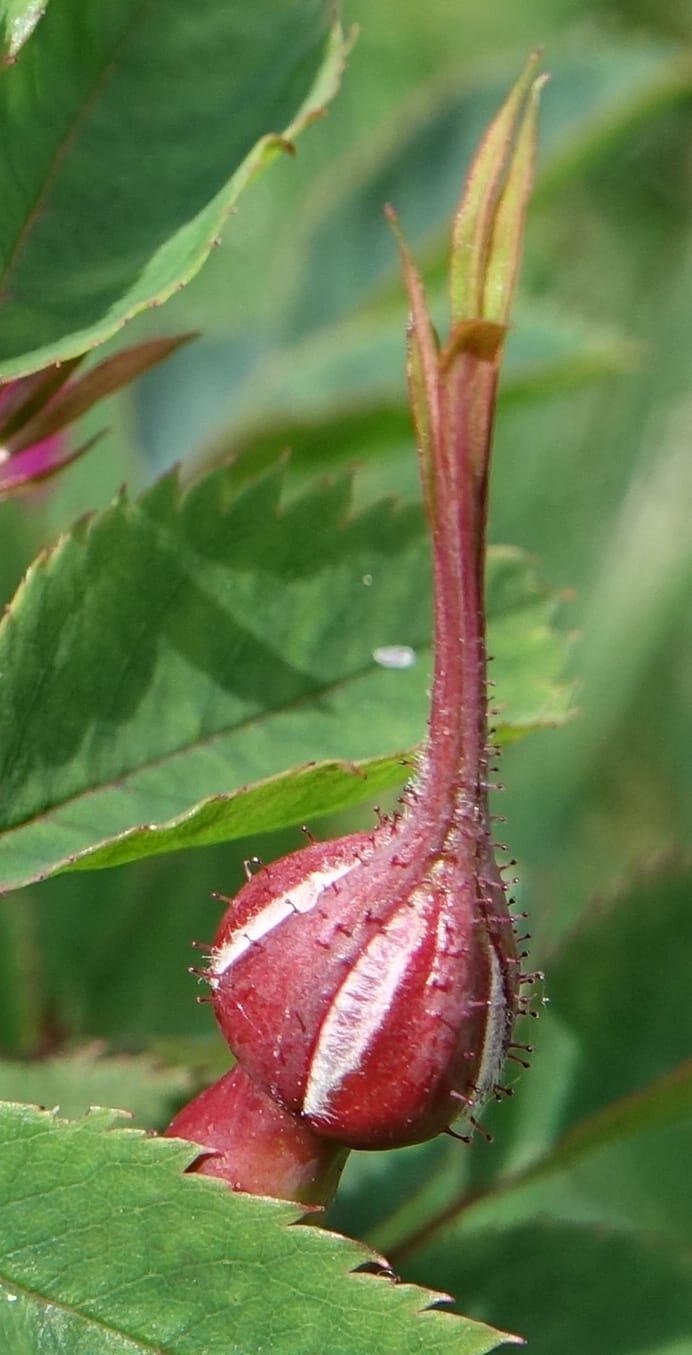 Rosa pendulina, Davidson, C 13265--Switzerland. Oberwald. Chapel St. Nikolas. 2 Jul 2016. DSC07728 (755).JPG